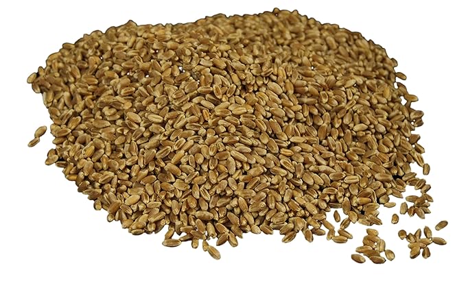 Hard Red Wheat Berries : Wheatland™ : 25 lb Bulk: Emergency Preparedness : Mylar : Oxygen Absorber : 30 Year Shelf Life : Non GMO: NO Glyphosate : Long Term Food Storage