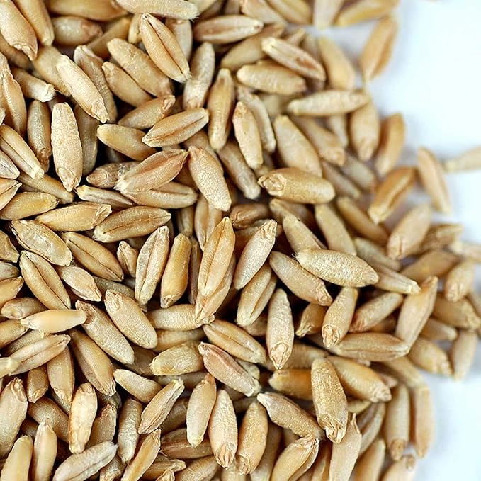 Organic Triticale Seeds- 30 Lbs- Triticale Grain Seed: Sprouting Sprouts, Cooking, Grind Flour, Food Storage & More