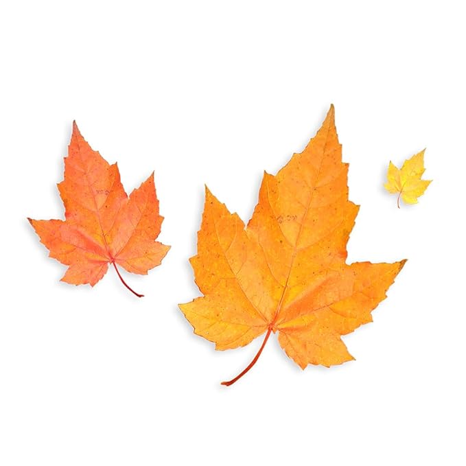 Maple Flavoring For Baking - Water Soluble Flavor for Baking and Cooking - Non-GMO - Gluten Free - Kosher - Vegan - 8 ounces