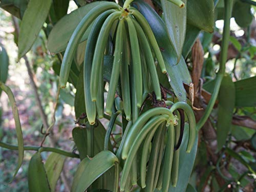 30 Organic Madagascar Vanilla Beans Grade A/B. Certified USDA Organic. 5"-7" by FITNCLEAN VANILLA. Bourbon Fresh Whole NON-GMO Pods