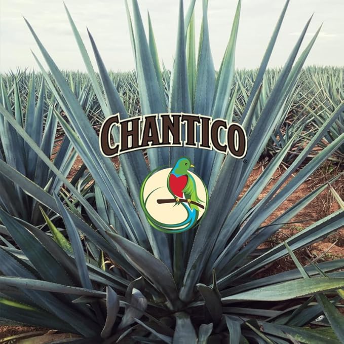 Chantico Agave Sweet Organic Granulated Agave Powder, 35 Sachets convenient pack, single serving sweetener packs, low Glycemic Index, good with tea, coffee and baking