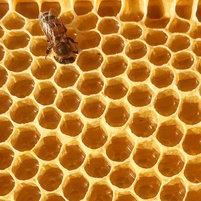 Stakich Yellow Beeswax Block - Natural, Triple Filtered - 10 Pound