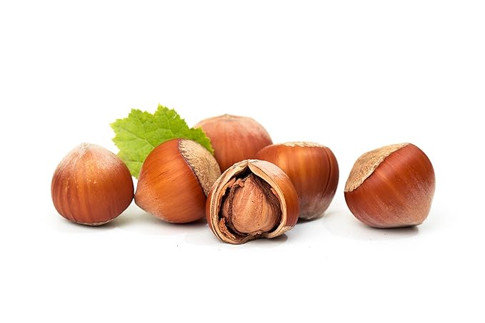 Raw In Shell Filberts/Hazelnuts (1 Lbs.) - Vegan & Keto Friendly - Super Crunchy & Delicious - Natural jumbo Oregon Filberts/Hazelnuts - Packed with Nutrients - Farm Fresh Nuts Brand