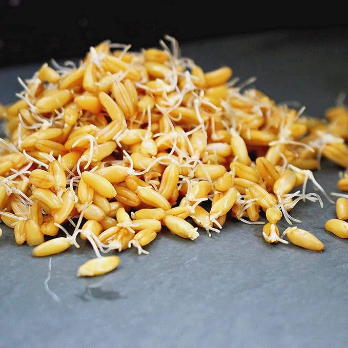 Handy Pantry Organic Kamut Seeds – 35 lb – Bulk Ancient Grain for Emergency Food Storage, Baking, Sprouting, Milling