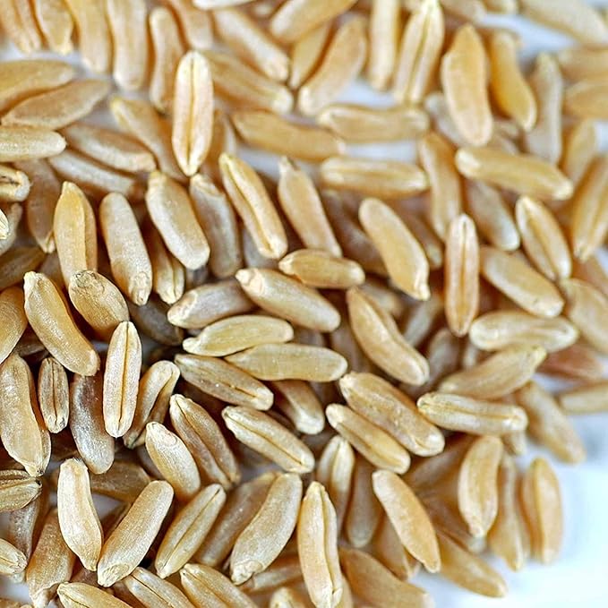Handy Pantry Organic Kamut Seeds – 1 Lb – Ancient Khorasan Grain for Sprouting, Flour, Baking, Beer, Storage