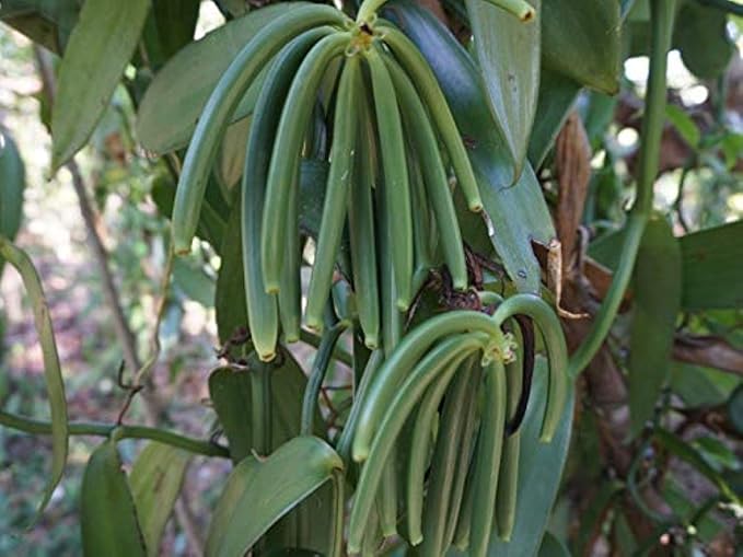 25 Organic Madagascar Vanilla Beans Grade A/B. Certified USDA Organic. Bulk for Extract and Everything Vanilla| 5"-7" Fresh Whole NON-GMO Bourbon Pods by FITNCLEAN VANILLA.