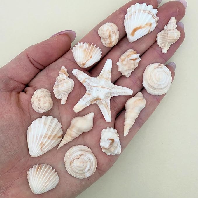 15 Dye Free Seashell Edible Cake Decorations, Vegan, Gluten-Free, Edible Cake Toppers for Cupcakes, Cookies & Desserts, by Simply Sucré (45 Pieces (Bulk Box), Natural)