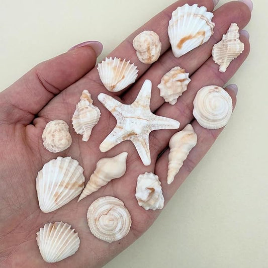 15 Dye Free Seashell Edible Cake Decorations, Vegan, Gluten-Free, Edible Cake Toppers for Cupcakes, Cookies & Desserts, by Simply Sucré (45 Pieces (Bulk Box), Natural)