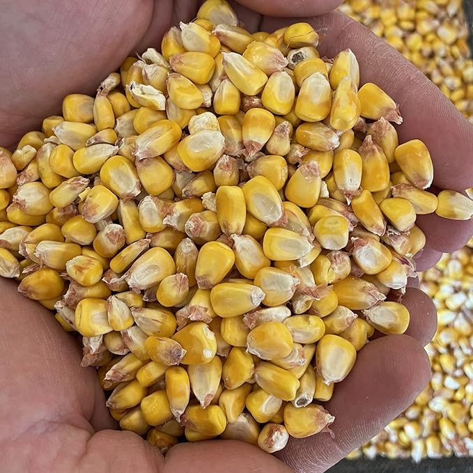 Yellow Corn Organically Grown in Michigan, Farmer Direct, USDA Organic Certified, Non-GMO, Vegan, Maíz, Dry 25 Lbs Total // Findlay's Organics (25 Pound)