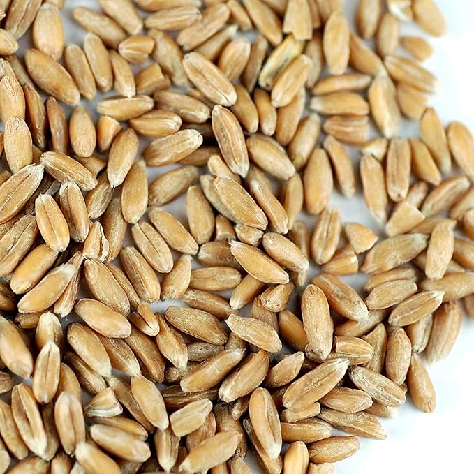 Handy Pantry Organic Spelt Seeds – Non-GMO Whole Berries for Cooking, Flour, Milling, Sprouting – 2.5 lb Bulk Bag – Clean, Unhulled, Pure Grain