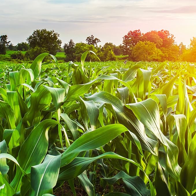 Yellow Corn Organically Grown in Michigan, Farmer Direct, USDA Organic Certified, Non-GMO, Vegan, Maíz, Dry 50 Lbs Total // Findlay's Organics (50 Pound)