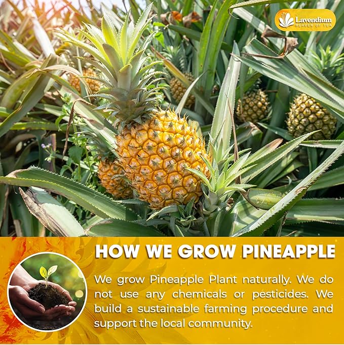 Lavendium, Dried Pineapple Slices 6oz – Premium Quality, Naturally Sweet & Tangy, Tropical Snack, Non-GMO, No Added Preservatives, Resealable Bag. Vegan