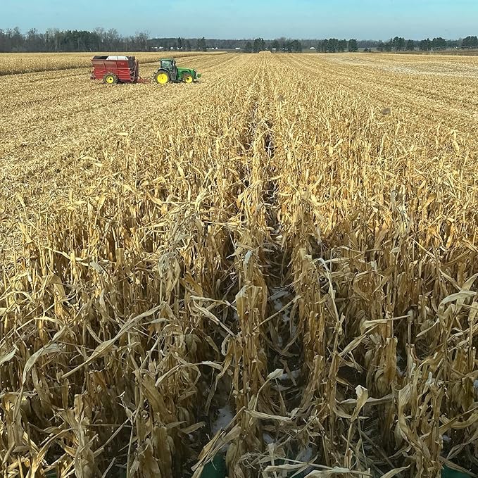 Yellow Corn Organically Grown in Michigan, Farmer Direct, USDA Organic Certified, Non-GMO, Vegan, Maíz, Dry 25 Lbs Total // Findlay's Organics (25 Pound)