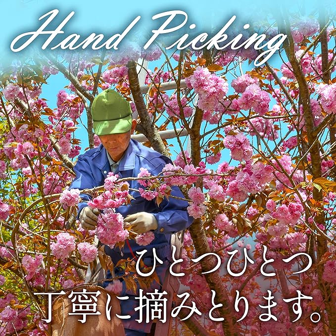 YAMASAN KYOTO UJI Sakura Cherry Blossom Powder, For Baking and Cooking, Easily Add a Cute Pink Color and Flavor, Allergen-Free, Non-GMO, Japanese Drinks, Spring Mix, Japanese Food, 1.4oz (40g)