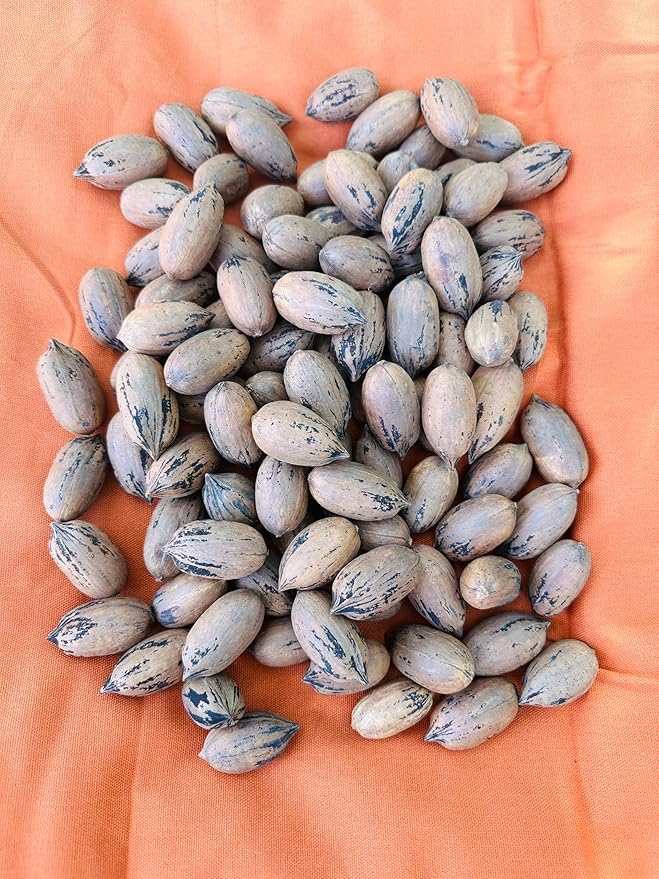 Single A Pecans: Georgia Grown Premium In-shell Pecans 5 lbs- Perfect for snacking! Current season pecans!