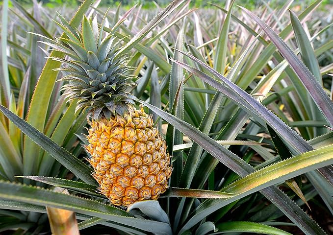 Food to Live - Organic Pineapple Powder, 1.5 Pounds - Non-GMO, Made from Raw Dried Fruit, Unsulfured, Vegan, Bulk, Great for Baking, Juices, Smoothies